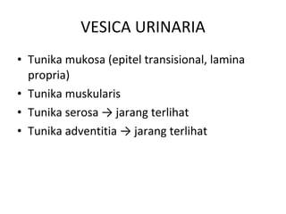 VESICA URINARIA Tunika mukosa (epitel transisional, lamina propria) Tunika muskularis Tunika serosa  -> jarang terlihat Tunika adventitia  -> jarang terlihat 