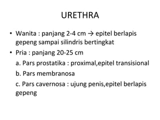 URETHRA Wanita : p anjang  2-4 cm -> epitel berlapis gepeng sampai silindris bertingkat Pria : panjang 20-25 cm a. Pars prostatika :  proximal, epitel transisional b. Pars membranosa  c. Pars cavernosa :  ujung penis, epitel berlapis gepeng 