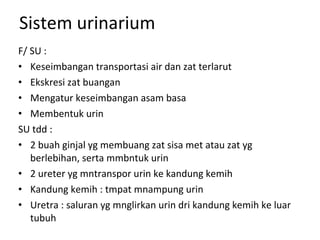 Sistem urinarium F/ SU : Keseimbangan transportasi air dan zat terlarut Ekskresi zat buangan Mengatur keseimbangan asam basa Membentuk urin SU tdd : 2 buah ginjal yg membuang zat sisa met atau zat yg berlebihan, serta mmbntuk urin 2 ureter yg mntranspor urin ke kandung kemih Kandung kemih : tmpat mnampung urin Uretra : saluran yg mnglirkan urin dri kandung kemih ke luar tubuh 