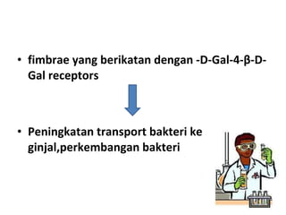 fimbrae yang berikatan dengan  -D-Gal-4-β-D-Gal receptors Peningkatan transport bakteri ke ginjal,perkembangan bakteri 