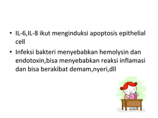 IL-6,IL-8 ikut menginduksi apoptosis epithelial cell Infeksi bakteri menyebabkan hemolysin dan endotoxin,bisa menyebabkan reaksi inflamasi dan bisa berakibat demam,nyeri,dll 
