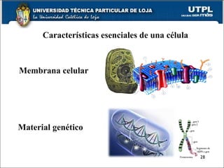 Características esenciales de una célula Membrana celular Material genético 