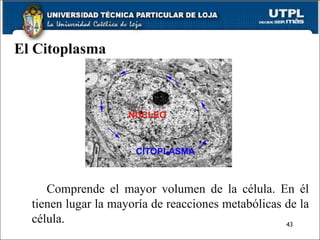 El Citoplasma Comprende el mayor volumen de la célula. En él tienen lugar la mayoría de reacciones metabólicas de la célula. .  
