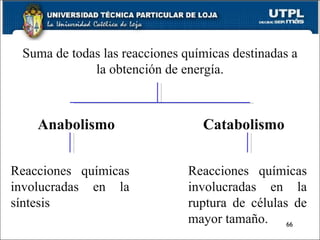 Suma de todas las reacciones químicas destinadas a la obtención de energía. Anabolismo Catabolismo Reacciones químicas involucradas en la síntesis Reacciones químicas involucradas en la ruptura de células de mayor tamaño. 