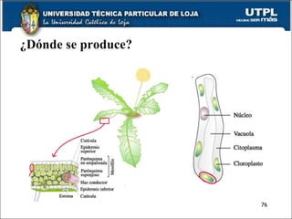 ¿Dónde se produce? 