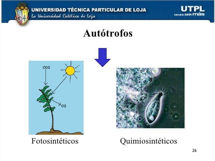Autotrofos fotosinteticos y quimiosinteticos Autotrofos fotosinteticos y quimiosinteticos