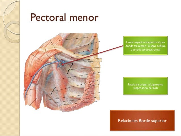 Tutoría de anatomía músculos del brazo