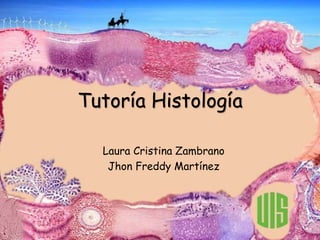 Tutoría Histología
Laura Cristina Zambrano
Jhon Freddy Martínez
 