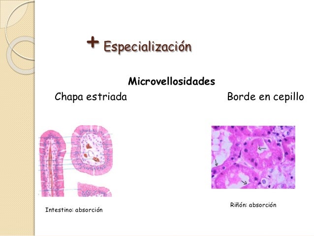 HISTOLOGIA EPITELIO Y GLANDULAS