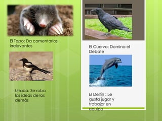 El Topo: Da comentarios
irrelevantes El Cuervo: Domina el
Debate
Urraca: Se roba
las ideas de los
demás
El Delfín : Le
gusta jugar y
trabajar en
equipo
 