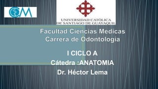 I CICLO A
Cátedra :ANATOMIA
Dr. Héctor Lema
 