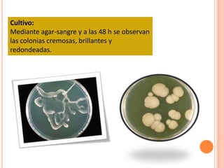 Cultivo:
Mediante agar-sangre y a las 48 h se observan
las colonias cremosas, brillantes y
redondeadas.
 