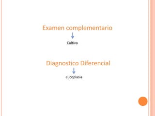 Examen complementario
Diagnostico Diferencial
Cultivo
eucoplasia
 