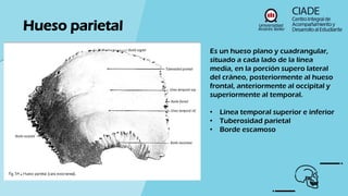 TUTORIA ANATOMÍA MUSCULO ESQUELETICO CRANEO.pdf