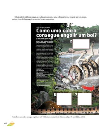 66
Como uma cobra
consegue engolir um boi?As duas maiores espécies de cobras
do mundo, a sucuri (ou anaconda) e a
píton, já foram flagradas devorando
não exatamente bois, mas bezerros.
Veados, antas, antílopes, jacarés e
capivaras são outras vítimas de gran­
de porte que também podem ser ata­
cadas pela sucuri (encontrada na
Amazônia) ou pela píton (natural da
Ásia), que atingem de 9 a 10 metros
de comprimento. Para comer um be­
zerro, essas serpentes têm um traba­
lho danado, como mostramos no in­
fográfico. Elas precisam sufocar a
presa até a morte e usar uma série de
“armas” anatômicas para conseguir
engolir um bicho tão grande. “De­
pendendo do tamanho da presa, a
cobra fica depois semanas sem se ali­
mentar. Em alguns casos, ela pode
até morrer em função das dimensões
do animal”, afirma o biólogo Otávio
Marques, do Instituto Butantan, de
São Paulo. :-)
Yuri Vasconcelos
Éber eVangelista e luiz iria
renata steffen
OLHO(BEM)MAIORQUEABARRIGA
2
7
Sucurisepítonsjáengoliramhomens?
Tudosobreessaslendáriashistórias
emwww.mundoestranho.com.br
8
m e r g u l h e n e s s a
Anacondas – World's Largest Snakes
Valerie Weber, Gareth Stevens Publishing, 2002
4) Leia o infográfico a seguir, o qual descreve como uma cobra consegue engolir um boi, e com-
plete-o, inserindo as explicações nos locais adequados.
Fonte: Como uma cobra consegue engolir um boi? Publicado na revista Mundo Estranho, edição 47, jan. 2006, p. 40-41.
 