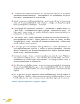 68
aa A boca da sucuri ainda tem outros truques. Sua maxila superior é dividida em duas partes,
que se movem alternadamente para a frente e para trás. Esse movimento vai, aos poucos,
empurrando a presa para dentro do corpo da cobra.
aa Quando a presa para de se debater e está morta, a sucuri começa a devorá-la. Como enxerga
muito mal, ela usa a sensibilidade da ponta do focinho e da língua para “farejar” a cabeça da
vítima, que é a primeira parte da presa a ser engolida.
aa A sucuri é uma cobra não venenosa, semiaquática e costuma caçar na beira de córregos, rios
e lagos. Ela fica à espreita e aproveita quando um animal – por exemplo, um bezerro – vem
beber água. O ataque começa com um salto rápido sobre a presa para cravar os dentes na
parte superior do corpo da vítima.
aa A pele e órgãos como o esôfago e o estômago se dilatam com facilidade, permitindo que a
cobra engula presas enormes – o diâmetro, de uns 30 cm, chega a se expandir três vezes!
Dentro da cobra, o “rango” é empurrado pela musculatura para atravessar o esôfago, que se
estende por 2 dos 9 metros da sucuri.
aa No estômago, que mede cerca de 1,5 metro quando vazio, o bezerro é desintegrado com
ajuda de potentes enzimas digestivas. Ao contrário do que muita gente pensa, a sucuri não
regurgita nada do que come. A digestão de uma presa deste tamanho pode levar semanas,
período em que a cobra fica em repouso.
aa Cerca de um mês após o ataque, a sucuri começa a defecar os restos do bezerro. “O primeiro
cocô, uma massa compacta, escura e quase sem cheiro, tem restos de dentes, pelo e casco e
equivale a cerca de um terço do peso corporal da presa”, diz o biólogo Guilherme Galassi, do
zoológico Vida Selvagem, de Americana (SP).
aa Para abocanhar um animal tão grande, a sucuri conta com a movimentação de ossos na boca.
Ela tem uma mandíbula bipartida, que se abre no sentido horizontal. Um osso chamado
quadrado amplia a abertura vertical, pois “desloca” a ligação entre a mandíbula e a maxila
superior.
aa Para ter um ponto de apoio, ela mantém a forte mordida enquanto se enrola em volta do
bezerro. O aperto é tão forte que impede os movimentos respiratórios e cardíacos da presa,
levando-a à morte. Para matar um bezerro, a sucuri pode sufocá-lo por mais de meia hora.
Professor, a seguir é apresentado o infográfico completo.
 