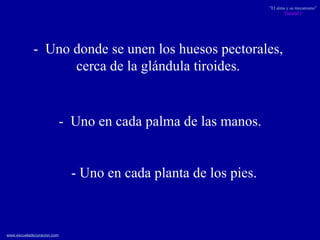 -  Uno donde se unen los huesos pectorales,  cerca de la glándula tiroides.  -  Uno en cada palma de las manos. - Uno en cada planta de los pies. 
