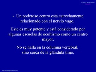 -  Un poderoso centro está estrechamente relacionado con el nervio vago.  Este es muy potente y está considerado por algunas escuelas de ocultismo como un centro mayor. No se halla en la columna vertebral,  sino cerca de la glándula timo. 