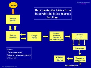 Representación básica de la interrelación de los cuerpos del Alma. Cuerpo emocional Cuerpo etérico Sistema  nervioso asociado a un centro mayor Glándula endocrina asociada a un centro Hormonas Torrente sanguíneo Cuerpo mental ALMA Células físicas Nutrientes físicos Nota:  No se muestran todas las interconexiones existentes. 