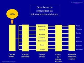 ALMA Cuerpo mental Cuerpo emocional Cuerpo etérico Sector  del Sistema  nervioso Glándula endocrina asociada Pineal Pituitaria Tiroides Timo Páncreas Gónadas Adrenales Coronario Frontal Tiroideo Cardiaco  Plexo solar Sacro Coccígeo Otra forma de representar las interconexiones básicas. 