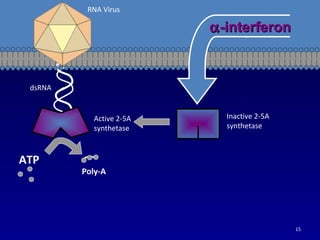 Poly-A
ATP
Active 2-5A
synthetase
Inactive 2-5A
synthetase
αα-interferon-interferon
RNA Virus
dsRNA
15
 