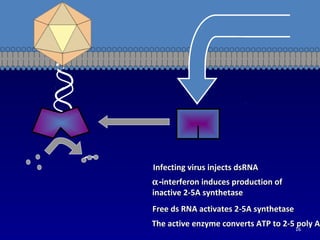 The active enzyme converts ATP to 2-5 poly AThe active enzyme converts ATP to 2-5 poly A
Free ds RNA activates 2-5A synthetaseFree ds RNA activates 2-5A synthetase
αα--interferon induces production ofinterferon induces production of
inactive 2-5A synthetaseinactive 2-5A synthetase
Infecting virus injects dsRNAInfecting virus injects dsRNA
16
 