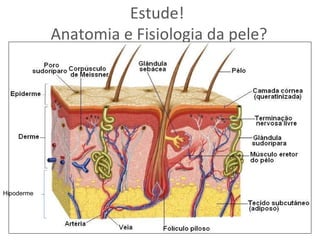 Estude!
Anatomia e Fisiologia da pele?

Hipoderme

 