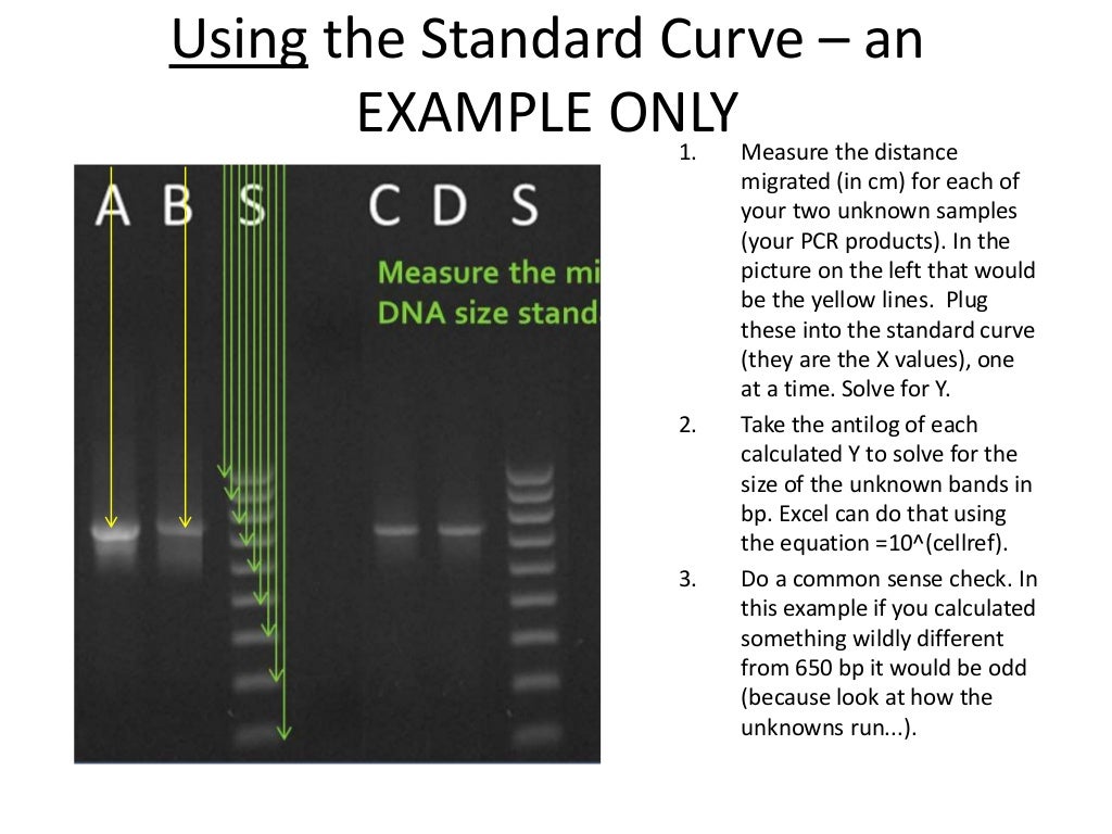 Tutorial how to make and use a standard curve gel electrophoresis