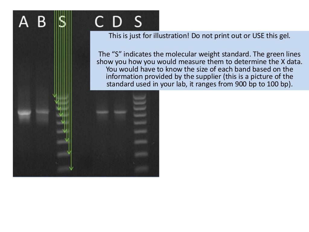 Tutorial how to make and use a standard curve gel electrophoresis