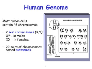 4
Human Genome
Most human cells
contain 46 chromosomes:
• 2 sex chromosomes (X,Y):
XY – in males.
XX – in females.
• 22 pairs of chromosomes
named autosomes.
 