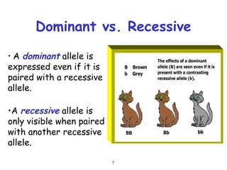 7
Dominant vs. Recessive
• A dominant allele is
expressed even if it is
paired with a recessive
allele.
•A recessive allele is
only visible when paired
with another recessive
allele.
 