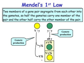 9
Two members of a gene pair segregate from each other into
the gametes, so half the gametes carry one member of the
pair and the other half carry the other member of the pair.
Two members of a gene pair segregate from each other into
the gametes, so half the gametes carry one member of the
pair and the other half carry the other member of the pair.
Mendel’s 1st
Law
Y / y y / y
½y/y
½Y/y
½y
½Y
all yGamete
production
Gamete
production
 