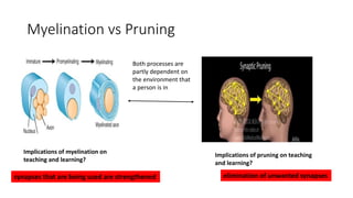 Myelination vs Pruning
Implications of myelination on
teaching and learning?
Implications of pruning on teaching
and learning?
synapses that are being used are strengthened elimination of unwanted synapses
Both processes are
partly dependent on
the environment that
a person is in
 