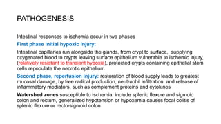 PATHOGENESIS
Intestinal responses to ischemia occur in two phases
First phase initial hypoxic injury:
Intestinal capillaries run alongside the glands, from crypt to surface, supplying
oxygenated blood to crypts leaving surface epithelium vulnerable to ischemic injury,
(relatively resistant to transient hypoxia), protected crypts containing epithelial stem
cells repopulate the necrotic epithelium
Second phase, reperfusion injury: restoration of blood supply leads to greatest
mucosal damage, by free radical production, neutrophil infiltration, and release of
inflammatory mediators, such as complement proteins and cytokines
Watershed zones susceptible to ischemia, include splenic flexure and sigmoid
colon and rectum, generalized hypotension or hypoxemia causes focal colitis of
splenic flexure or recto-sigmoid colon
 