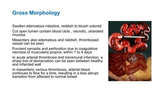 Gross Morphology
Swollen edematous intestine, reddish to bluish colored
Cut open lumen contain blood clots , necrotic, ulcerated
mucosa
Mesentery also edematous and reddish, thrombosed
vessel can be seen
Purulent serositis and perforation due to coagulative
necrosis of muscularis propria, within 1 to 4 days
In acute arterial thrombosis and transmural infarction, a
sharp line of demarcation can be seen between healthy
and infarcted wall
In mesenteric venous thrombosis, arterial blood
continues to flow for a time, resulting in a less abrupt
transition from affected to normal bowel
 