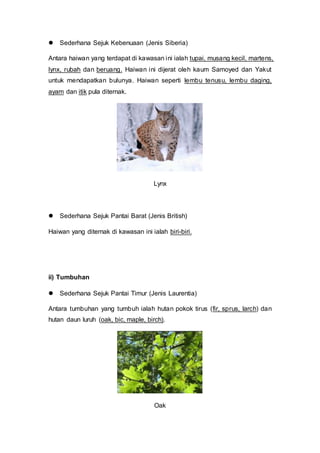 Brown Bear Di Iklim Apa