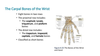 Tutorial Anatomy of Bones and structures | PPTX