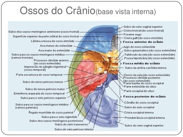 Conhecimentos básicos de anatomia