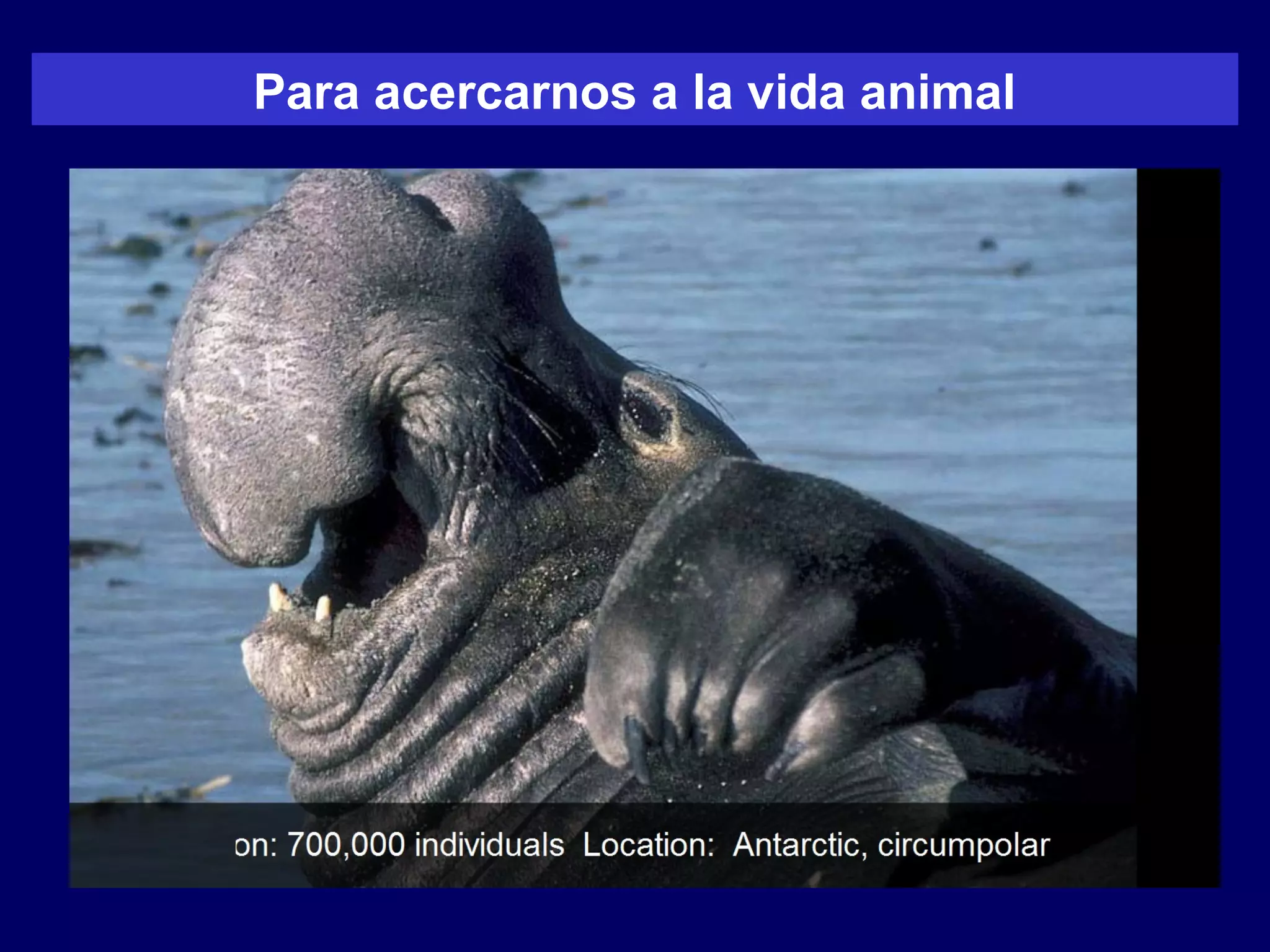 Para acercarnos a la vida animal
 