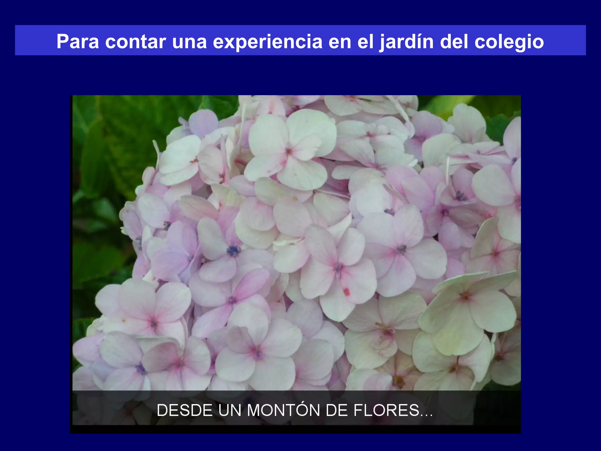 Para contar una experiencia en el jardín del colegio
 