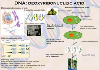 DNA: deoxyribonucleic acid 
DNA is packed in nucleus of cells 
It looks like a double-helix 
found by Watson and Crick in 1953 
DNA is the blueprint of life 
Interesting facts! 
One DNA molecule in a human cell is 1 meter long while 
diameter of the cell’s nucleus is 1/10^5 meter 
A-T; G-C in a double-helix DNA, so if the sequence of one strand 
is known, we can find the sequence of the other 
Extraction DNA from kiwi fruits 
All living things, including kiwi 
fruit, are made up of cells. 
Step 1: Break down cell 
membrane and nucleus 
membrane 
Step 2: Filter solution 
containing DNA out of cell 
debris 
Step 3: Precipitation DNA 
out of the solution 
Nucleus membrane 
Cell organells 
Nucleus Cell membrane 
Nucleu 
s 
Lysis solution made of 
washing up liquid and salt 
Filter by coffee filter paper 
Ice-cold 95% alcohol 
 