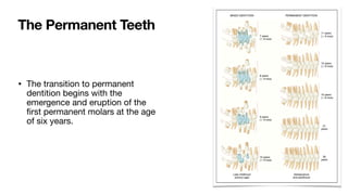 • The transition to permanent
dentition begins with the
emergence and eruption of the
fi
rst permanent molars at the age
of six years.
The Permanent Teeth
 