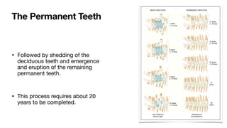 • Followed by shedding of the
deciduous teeth and emergence
and eruption of the remaining
permanent teeth.
• This process requires about 20
years to be completed.
The Permanent Teeth
 