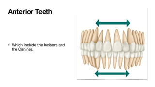 • Which include the Incisors and
the Canines.
Anterior Teeth
 