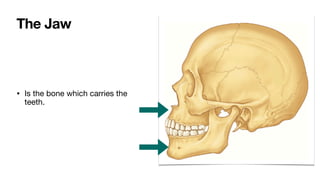 • Is the bone which carries the
teeth.
The Jaw
 