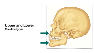 Upper and Lower
The Jaw types
 