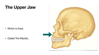 • Which is
fi
xed.
• Called The Maxilla.
The Upper Jaw
 