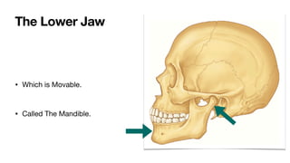 • Which is Movable.
• Called The Mandible.
The Lower Jaw
 
