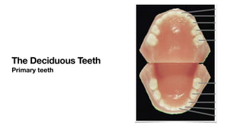 The Deciduous Teeth
Primary teeth
 