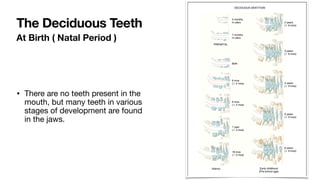 At Birth ( Natal Period )
• There are no teeth present in the
mouth, but many teeth in various
stages of development are found
in the jaws.
The Deciduous Teeth
 
